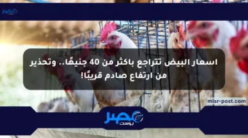 أسعار البيض تتراجع بأكثر من 40 جنيهًا.. وتحذير من ارتفاع صادم قريبًا!